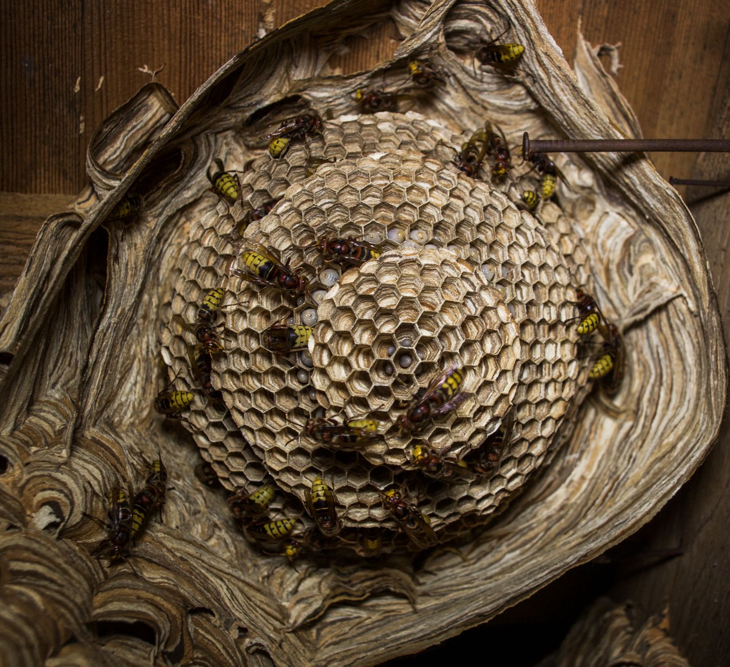 A wasp nest being safely treated